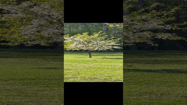 Птицы в лесу смотреть онлайн