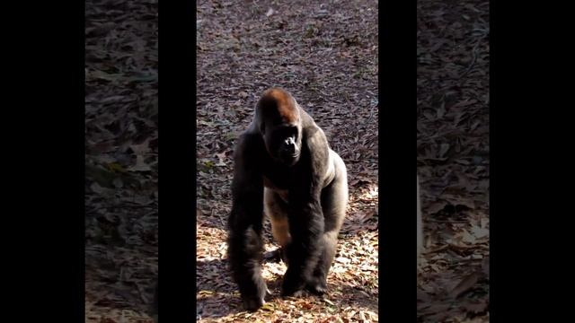 Silverback Gorilla Strutting Toward Camera #shorts #gorille #gorilla #gorila #animals #zooatlanta смотреть онлайн