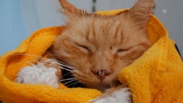 НИКОГО НЕ БУДЕТ В ДОМЕ ... Сергей Никитин.