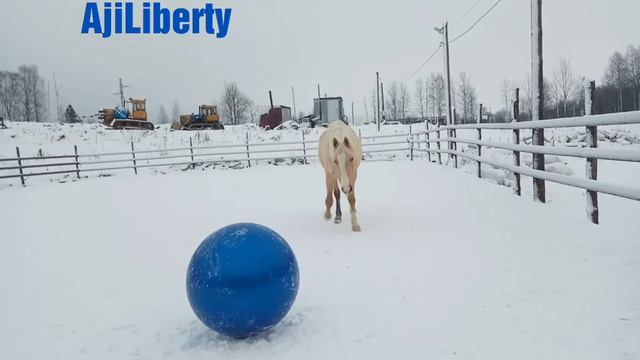 AjiLiberty. Как научить лошадь не бояться мяча? смотреть онлайн