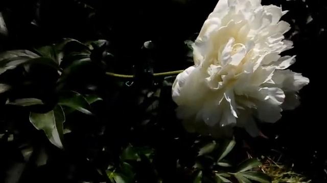 Пионы Ито гибридJulia Rose, Bowl Of Cream,Yellow поздно цветущие  май 2018 # мой сад # пионы