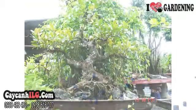 Cây Đa - Ficus Elastica смотреть онлайн