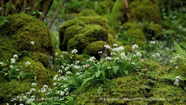Short 10 Min Nature Sounds Meditation - Relaxing Forest Morning Birds Chirping - Calm Sleeping Soun смотреть онлайн