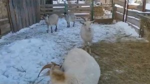 Все про коз: содержание, покрытие, кормление. "Мое Подворье"