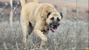 Кангал Против Алабай