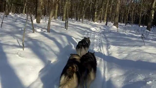 Bootstrap running lead/Manistee Nat'l Forest 1/3/10 смотреть онлайн