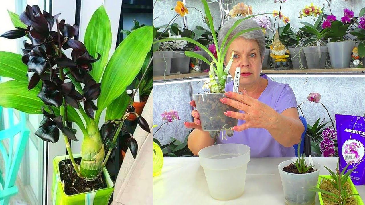 Вы знаете о ЧЕРНЫХ орхидеях?  МОРКОВКА - Катасетум и Воздушная Толумния.