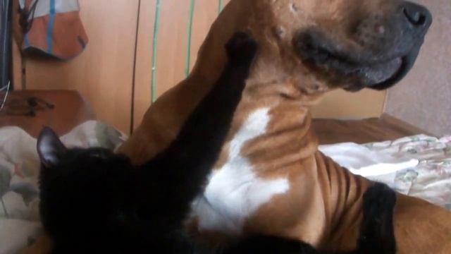 Стафф и кошка неразлучные друзья Inseparable смотреть онлайн