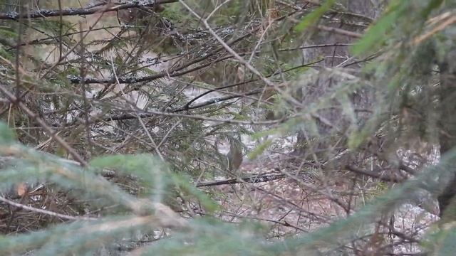 №4228  28 10 2023  Сойки и сорока