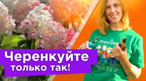 ВСЕ ЧЕРЕНКИ ЛЕГКО ПРИЖИВУТСЯ ПРИ ТАКОМ СПОСОБЕ УКОРЕНЕНИЯ! Как размножить гортензию летом