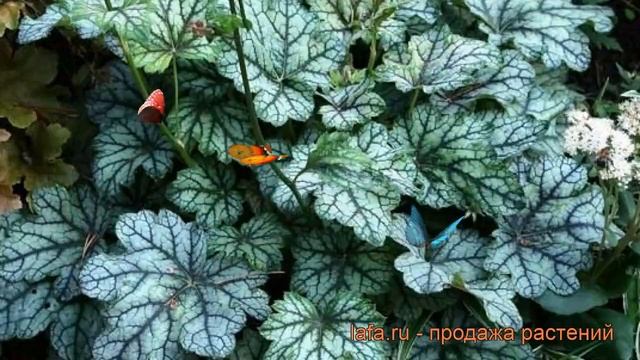 Гейхера гибридная Венус (heuchera venus) ? гейхера Венус обзор: как сажать саженцы гейхеры Венус смотреть онлайн