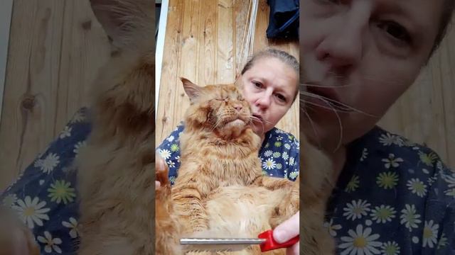 Мейн кун. Кот Джокер. Мой любимчик. смотреть онлайн