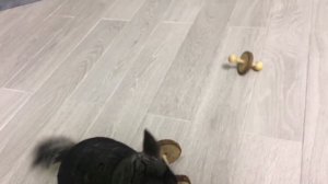 Шиншилла играет. Игрушки для шиншилл. Погрызунчики для шиншиллы