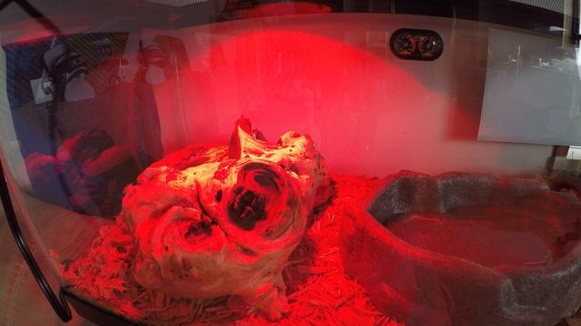 my new baby ball python settling in смотреть онлайн