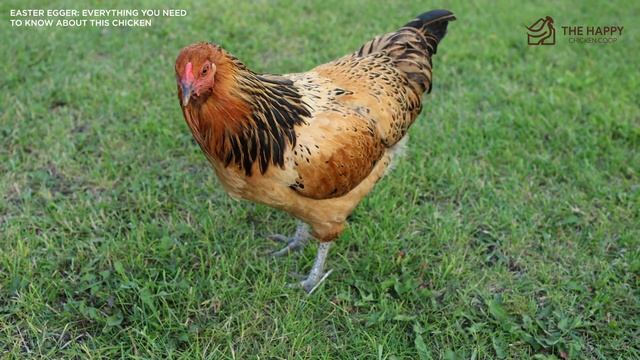 Easter Egger Everything You Need To Know About This Chicken смотреть онлайн