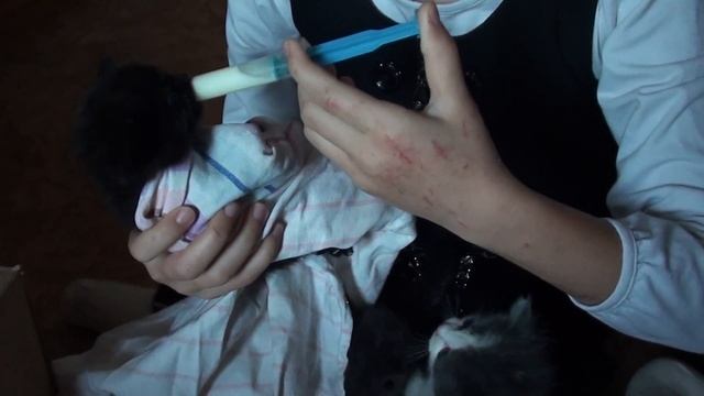 Спасаем котят - Серия 10 КАК Я КОРМЛЮ КОТЯТ ПЕРЕД ШКОЛОЙ // Saving kittens FEEDING смотреть онлайн