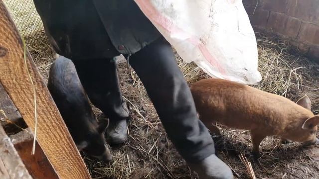Взвешивание поросят венгерской мангалицы возраст 2 месяца Серия 14 смотреть онлайн