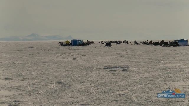 Рыбалка на КОРЮШКУ на Камчатке. Отличный улов и отличная подлёдная рыбалка в посёлке Октябрьский смотреть онлайн