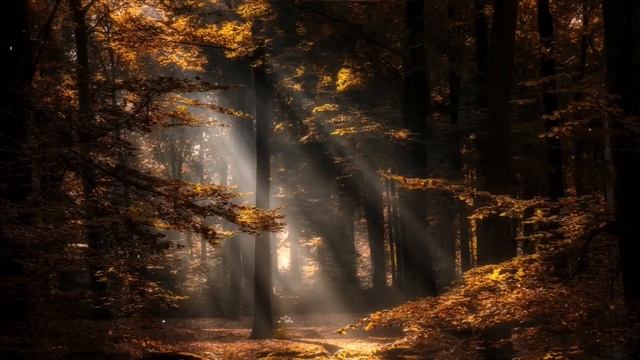 ? Красивая релакс музыка. Звуки леса снимут стресс.?? смотреть онлайн