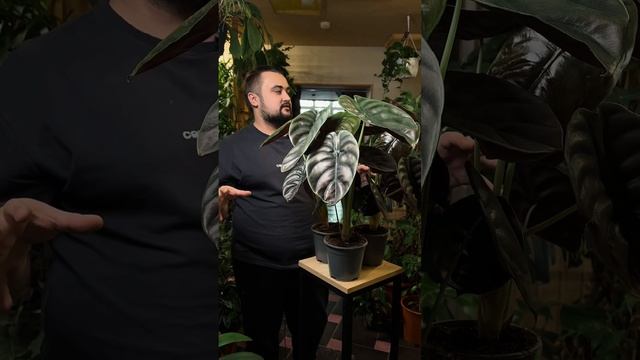 Алоказия медная Red Secret растения в Казани смотреть онлайн
