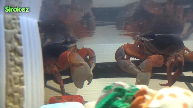 Радужный краб остался один смотреть онлайн