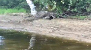 Лодка Тайга мотор 3,5 л.с Тохатсу, мои выводы