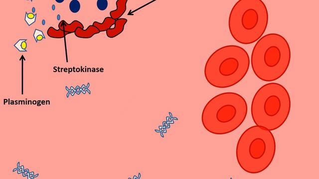 virulence factor of streptococcus смотреть онлайн