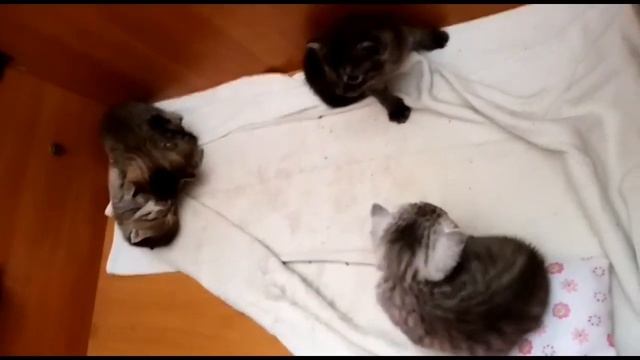 Про кошку Домашние питомцы Кошка с котятами смотреть онлайн