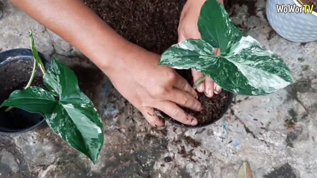 CARA STEK TANAMAN SYNGONIUM VARIEGATA AGAR LEBIH BANYAK