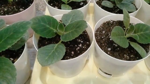 БЫСТРО ПОДРОСЛИ ГЛОКСИНИИ И ГЕРБЕРЫ! РАССАДА БРОВАЛИЙ, "ДЫМЧАТЫЙ САПФИР". смотреть онлайн