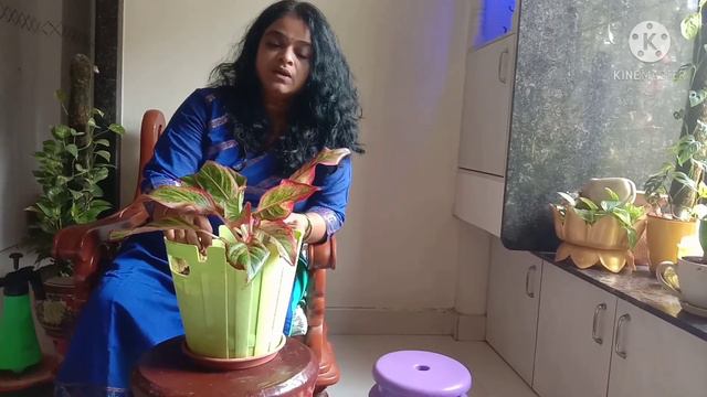 aglonema plant care(mauli creations) (marathi) смотреть онлайн