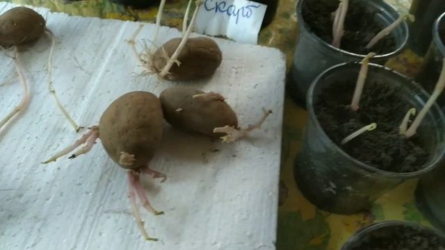 Как получить картофель первой репродукции САМОМУ!| Технология для картофеля первой репродукции| смотреть онлайн