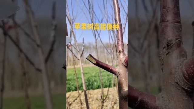 Как привить яблоню летом. смотреть онлайн