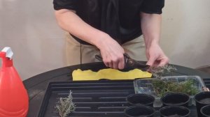 Самый простой способ размножения сантолины