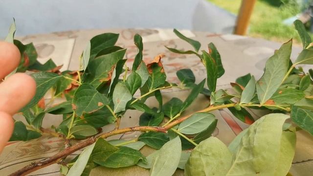 Болезни голубики. Как определить? Что делать? смотреть онлайн