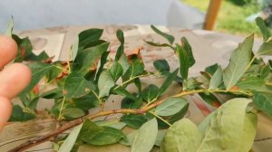 Болезни голубики. Как определить? Что делать?