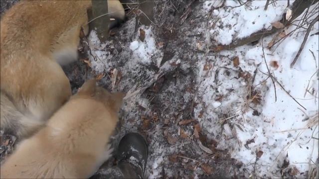 На протяжении пяти лет собаку держали на цепи, а потом просто решили перестать кормить! смотреть онлайн