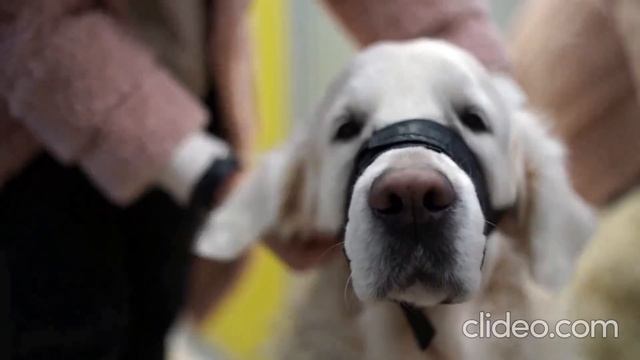 Ветслужба на Ямале смотреть онлайн