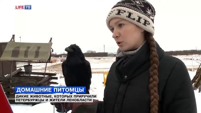 Дикие животные, которых приручили петербуржцы смотреть онлайн