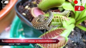 ТОП 10 - ХИЩНЫХ РАСТЕНИЙ