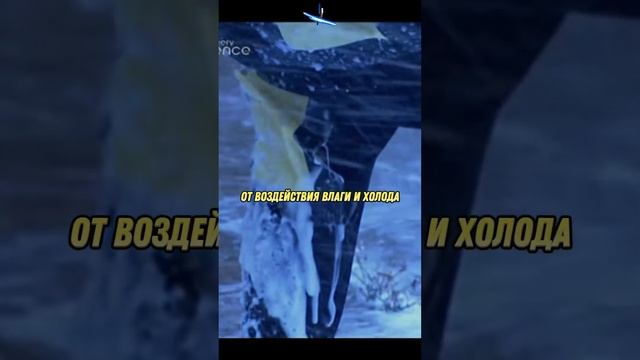 Кому проще перенести снежную бурю? #головоломы #наука