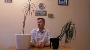 Обрезка драцены и что из этого вышло