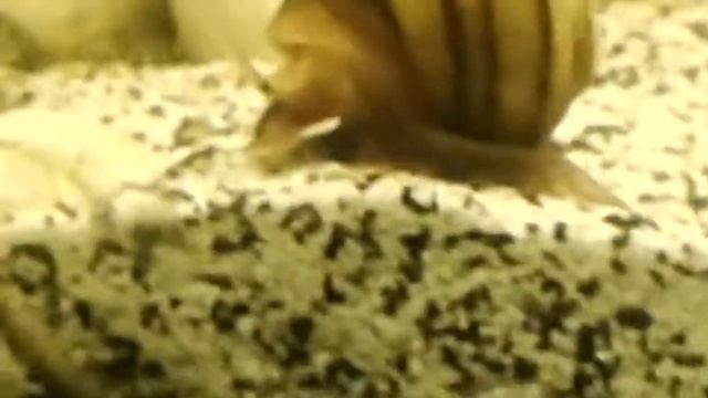 Аквариумная улитка спикси содержание смотреть онлайн