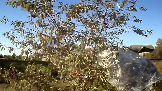 Как уберечь от птиц деревья вишни и черешни? How to protect cherries from birds смотреть онлайн