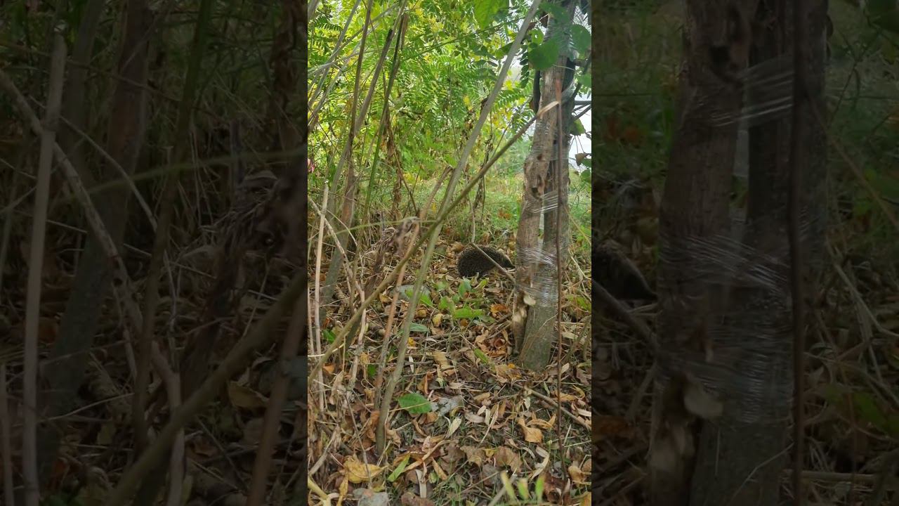 Наблюдали за ёжиком в дикой природе)) смотреть онлайн