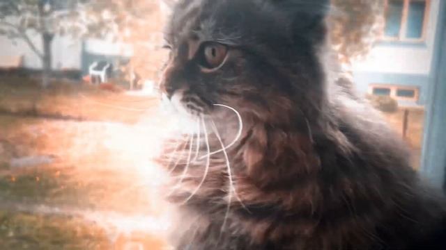 ?EDIT CAT | ТОПОВЫЙ ЭДИТ КОТ