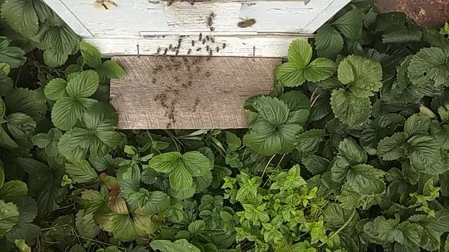 Смешные Моменты с Пушистыми Друзьями