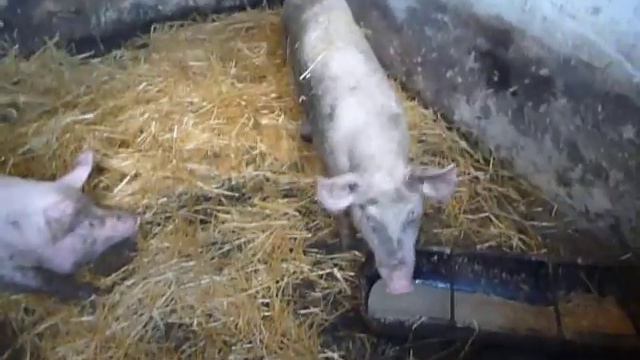 КАБАНЧИК И СВИНКА смотреть онлайн