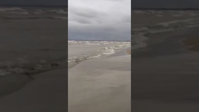 новная версия гибели каспийских тюленей в Дагестане — естественные природные факторы. смотреть онлайн