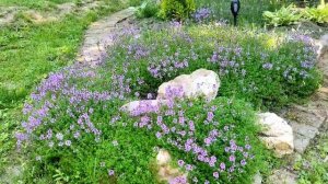 Красивый уголок сада на севере Подмосковья.